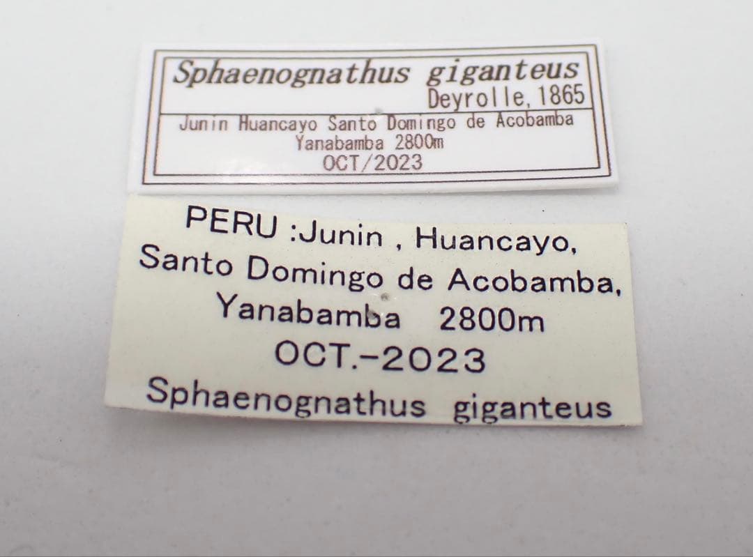 標本　ギガンテウスシワバネクワガタ　73㎜