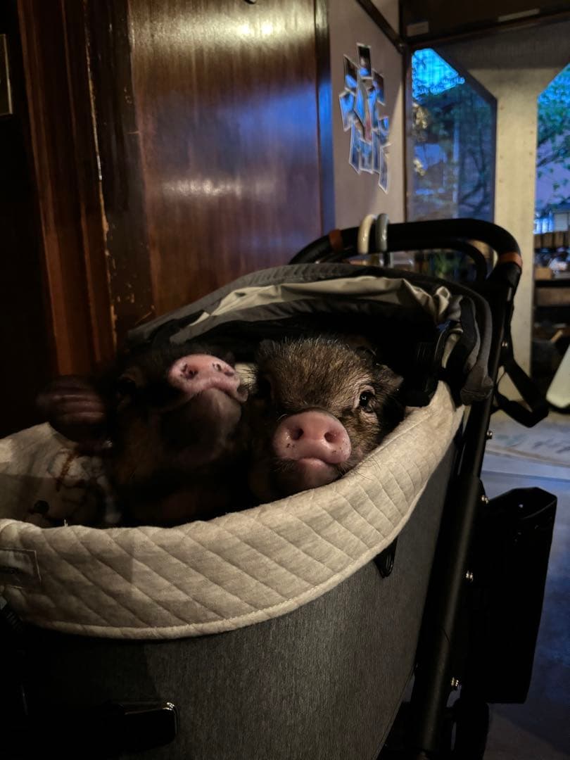 エアバギー　DOME 3 ラージ　2024プレミアクルーズライン