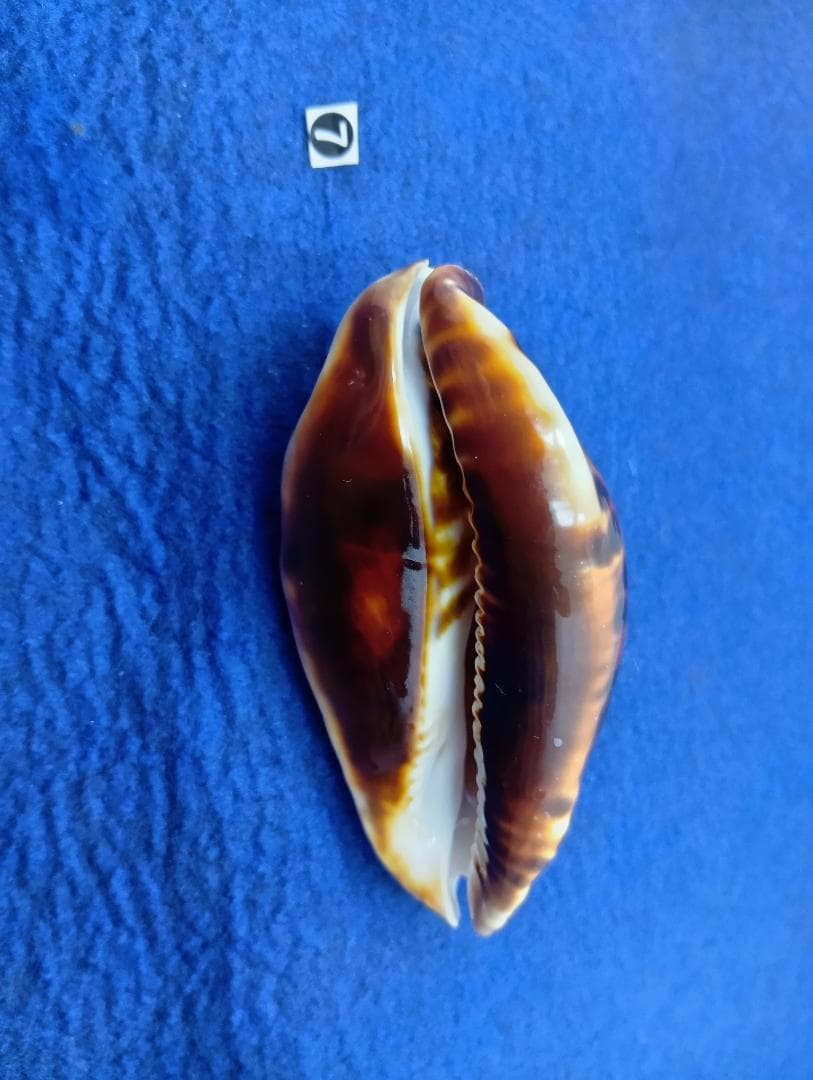 ⑦-1貝標本クロガネダカラ