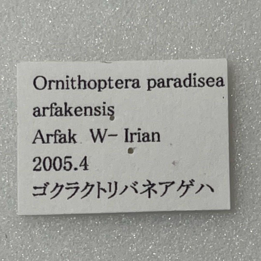 ゴクラクトリバネアゲハ♀標本