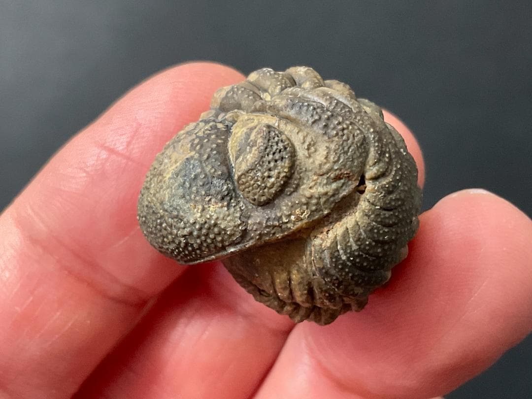 防御態勢の三葉虫 [PH75] ファコプス 化石