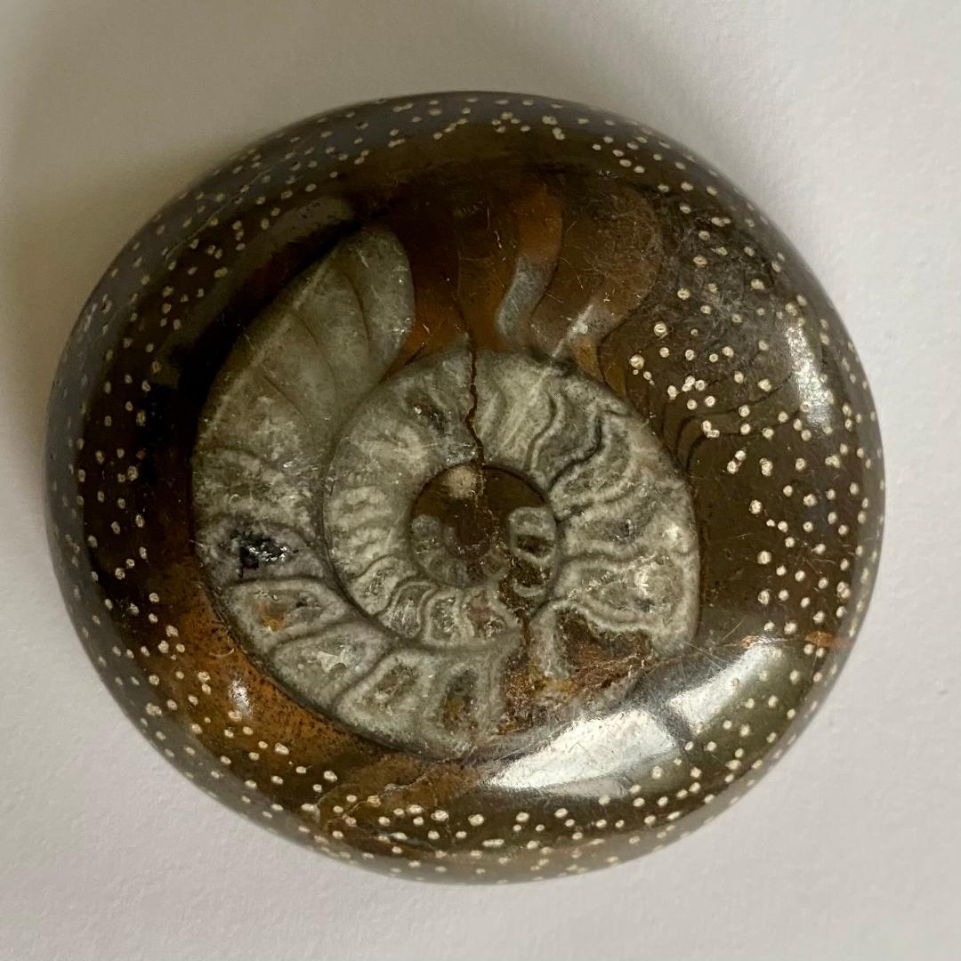 モロッコ産　アンモナイト　化石　⑰