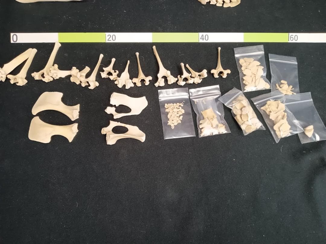 【お買い得】種名イノシシ　♂　２５Kg　頭骨～尾椎　骨格標本