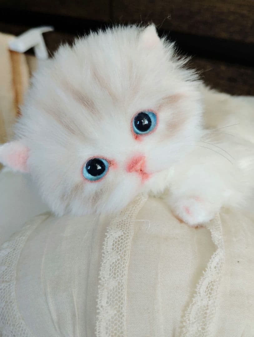 ラピ様御予約❤️よちよちあんよ♡短足ころころボディ♡マンチカン子猫ちゃん♡