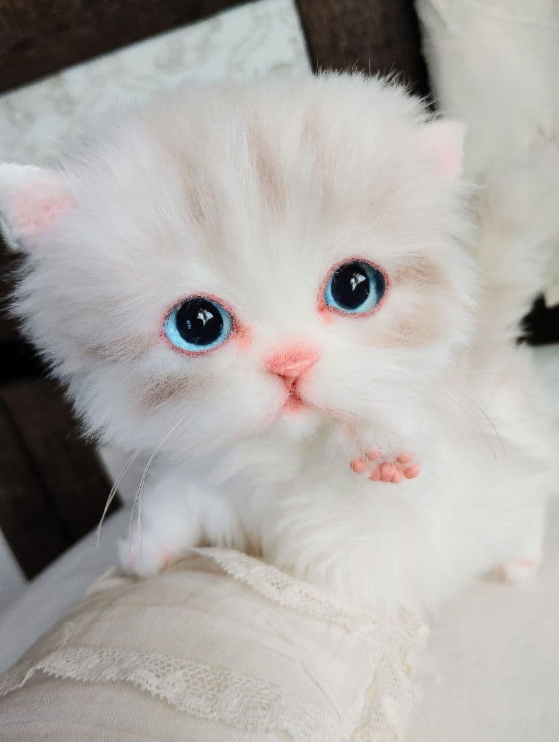 ラピ様御予約❤️よちよちあんよ♡短足ころころボディ♡マンチカン子猫ちゃん♡