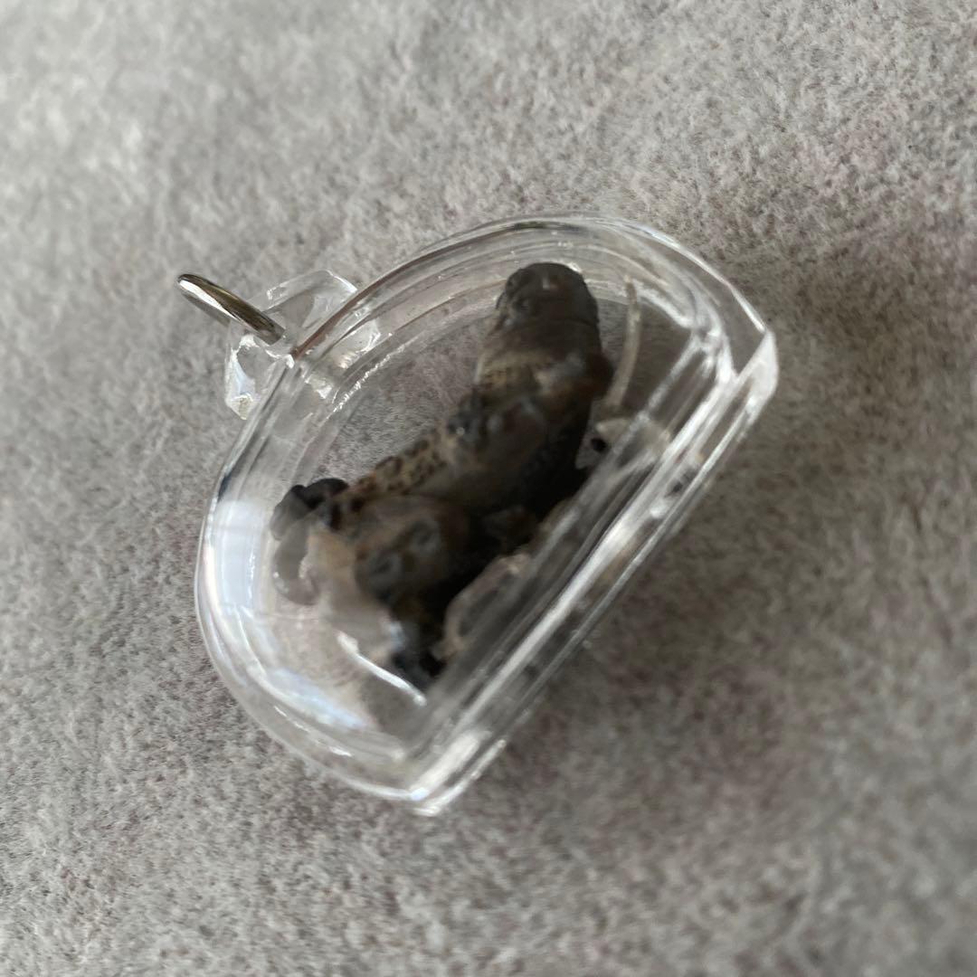 プラクルアン テープパヤトーン レア品 富と開運 子宝 金運 ビジネス 御守り