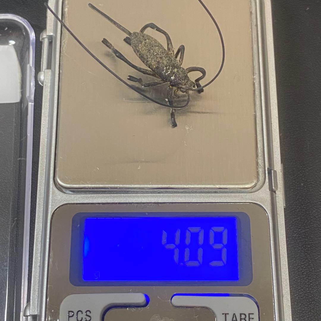 sh2271 銀製　清課堂　京都　木製昆虫置物 手書きの文字付き