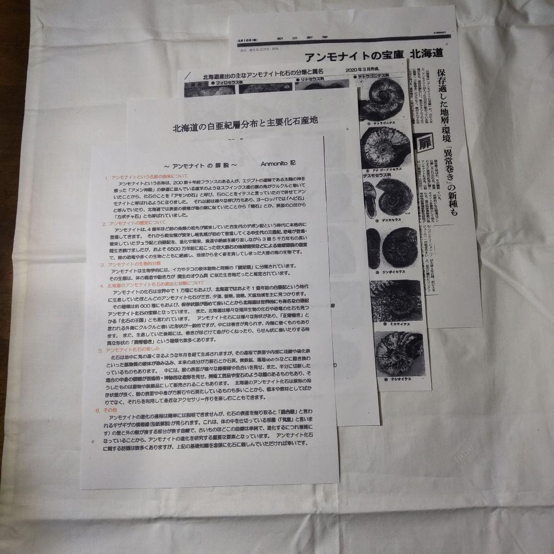 北海道アンモナイト化石、飾り棚に収納した１２点＋資料４点＋おまけ２点