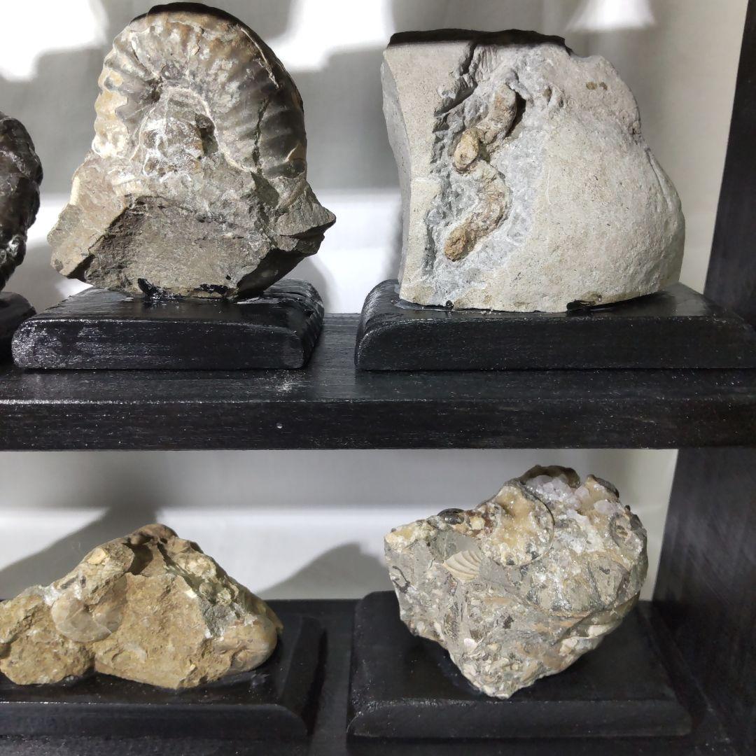 北海道アンモナイト化石、飾り棚に収納した１２点＋資料４点＋おまけ２点