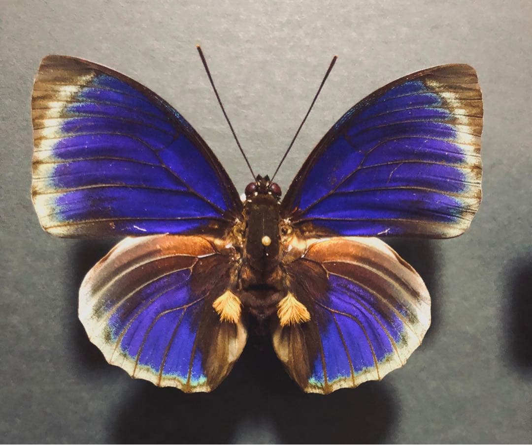 蝶標本　ベアタミイロタテハ　2♂