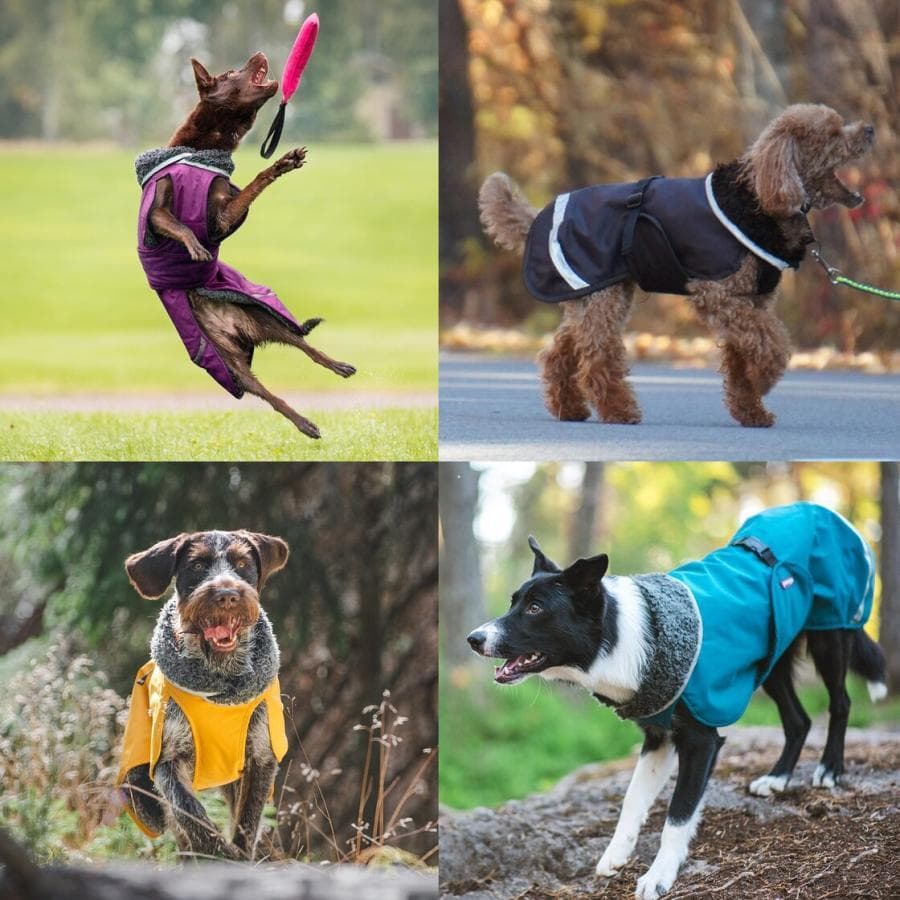 ポムッパ　ペルス　ペトロール　サイズ85