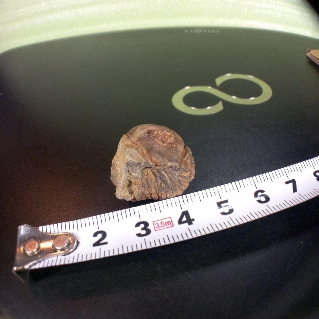 三葉虫　南米産　化石　fossil　ボリビア産　trilobite　南米化石郡⑨