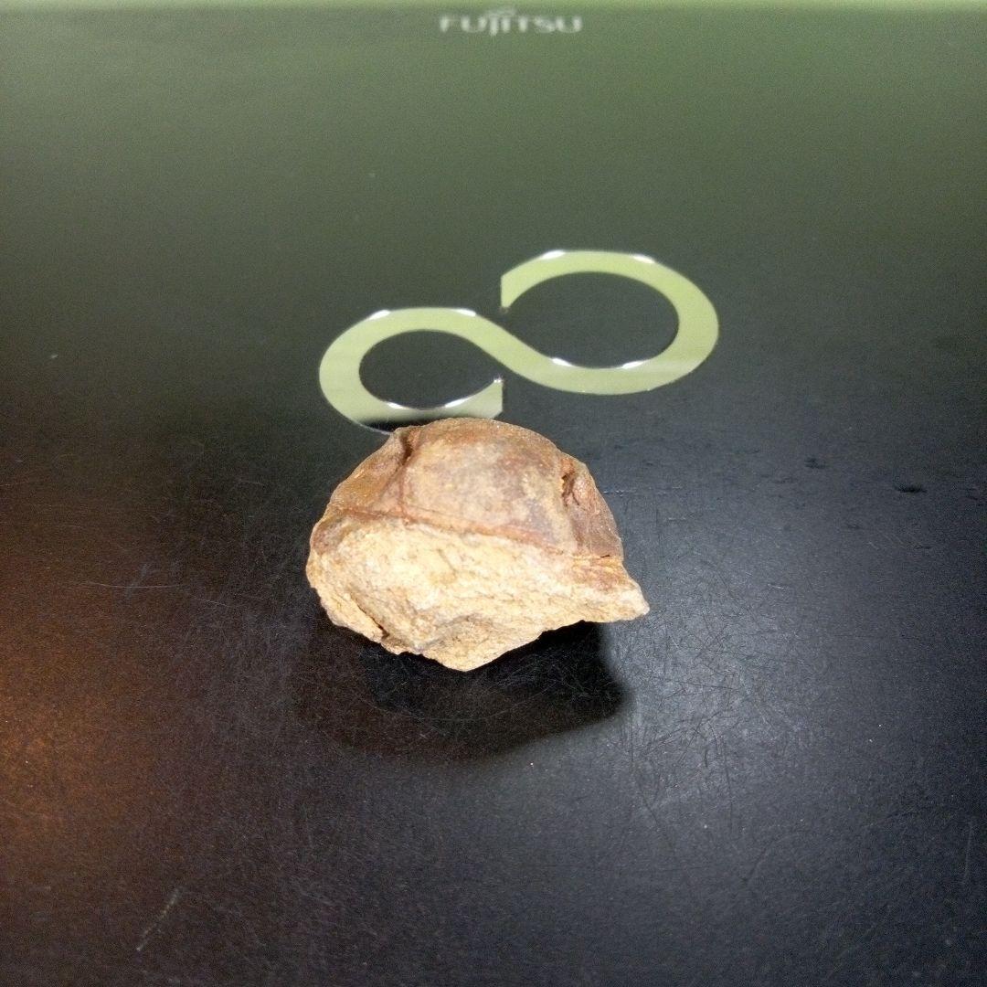 三葉虫　南米産　化石　fossil　ボリビア産　trilobite　南米化石郡⑨