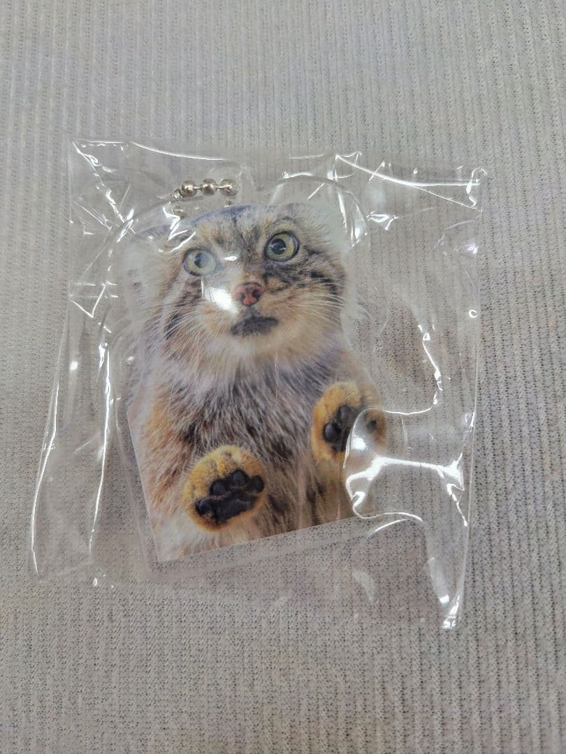 マヌルネコアクリルキーホルダー ポリー