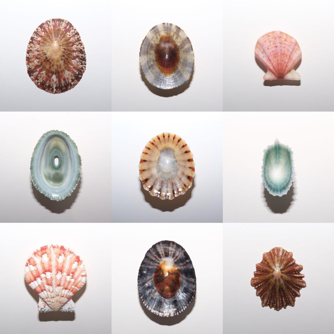 貝殻　自然標本　カサガイ　二枚貝