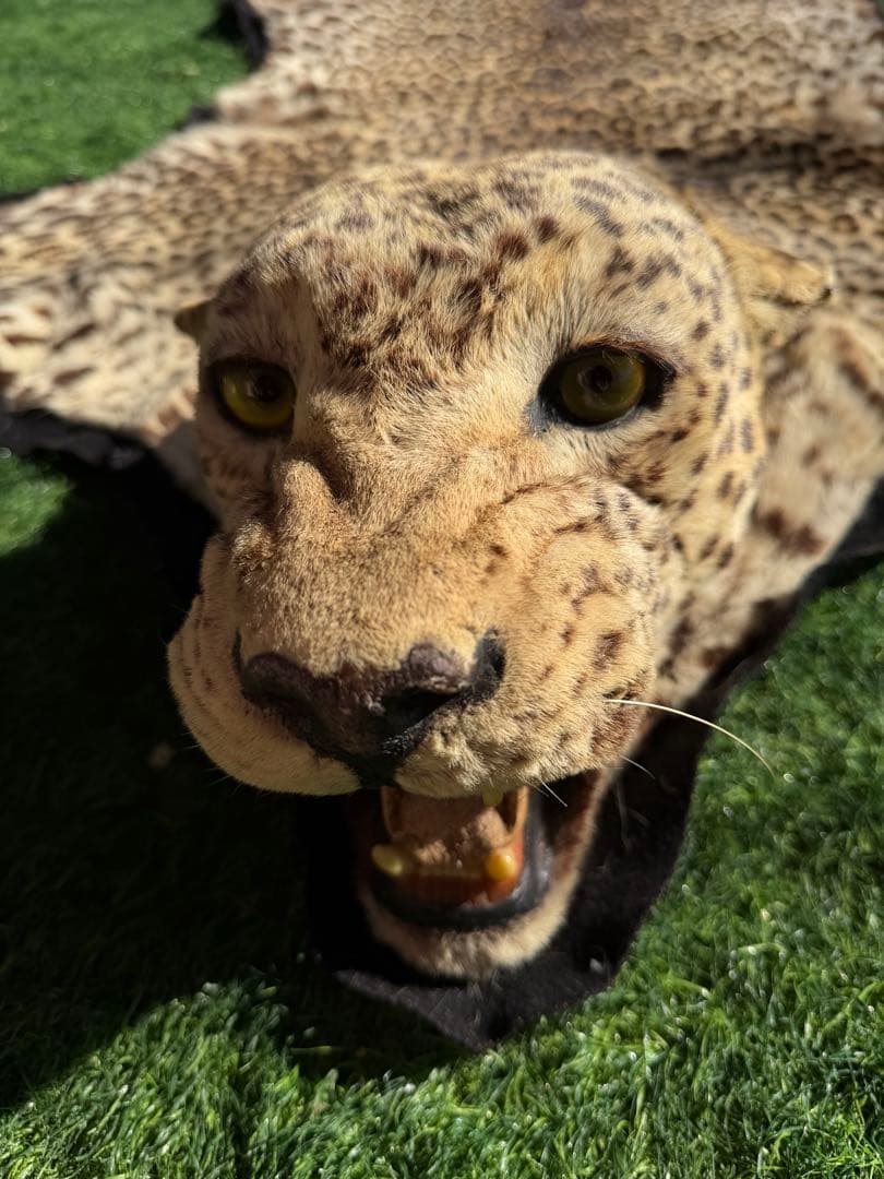 ヒョウの剥製 大型