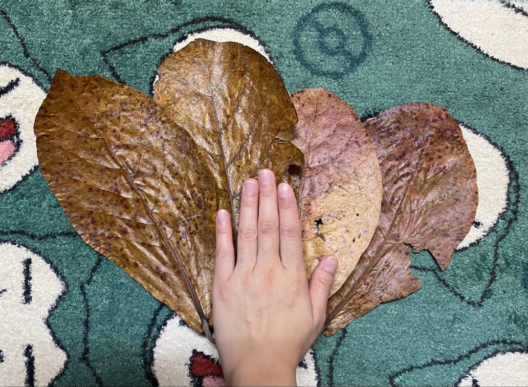 沖縄県やんばる産マジックリーフ 1kg UV殺菌灯照射済み④