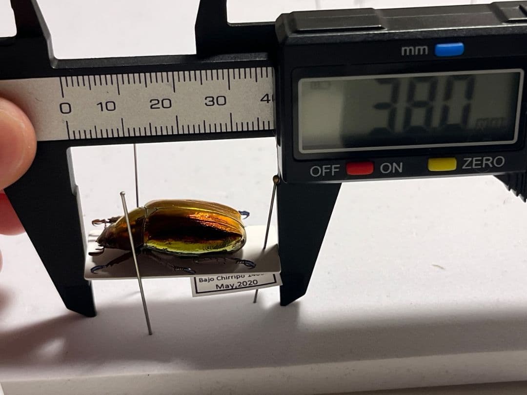 【29mm】多分クリサルギレアプラチナコガネ レッドフォーム標本