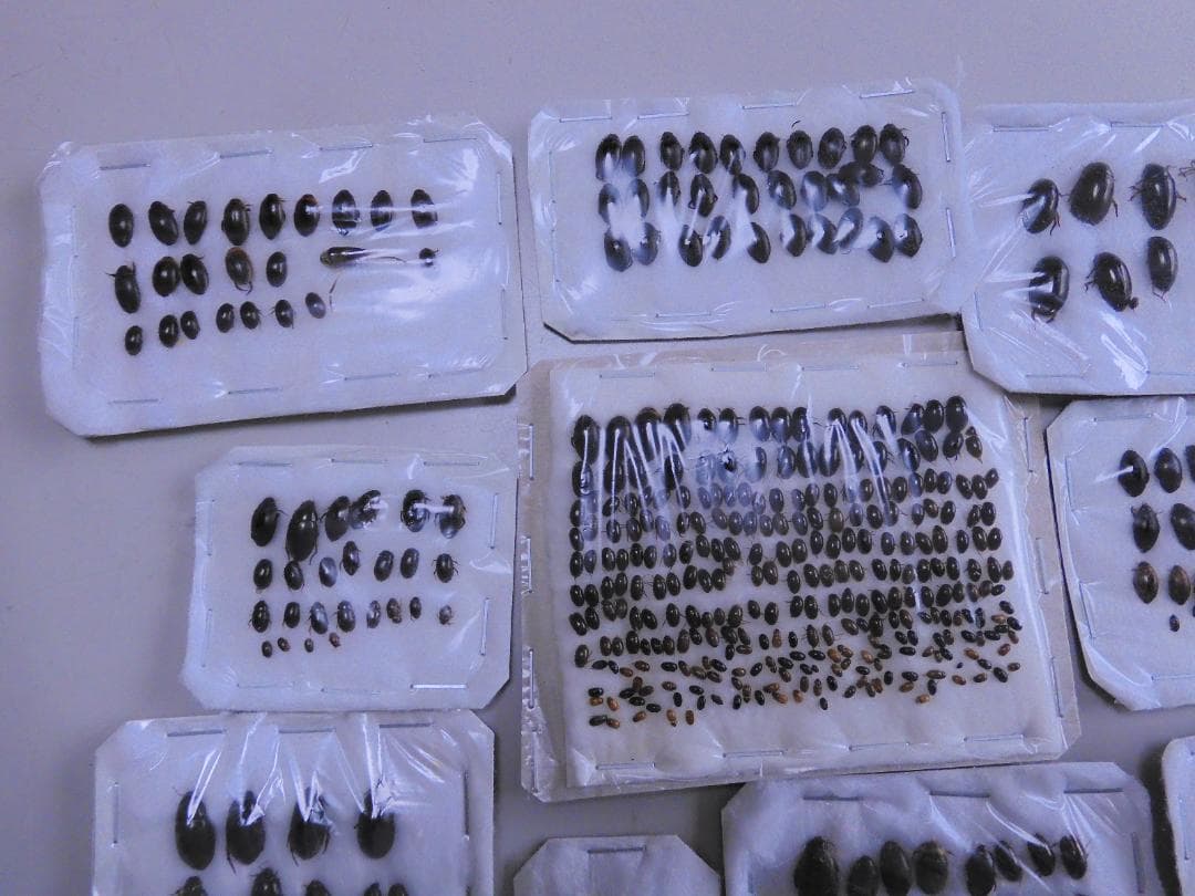 研究者向き　ゲンゴロウセット　ゲンゴロウ以外も含む