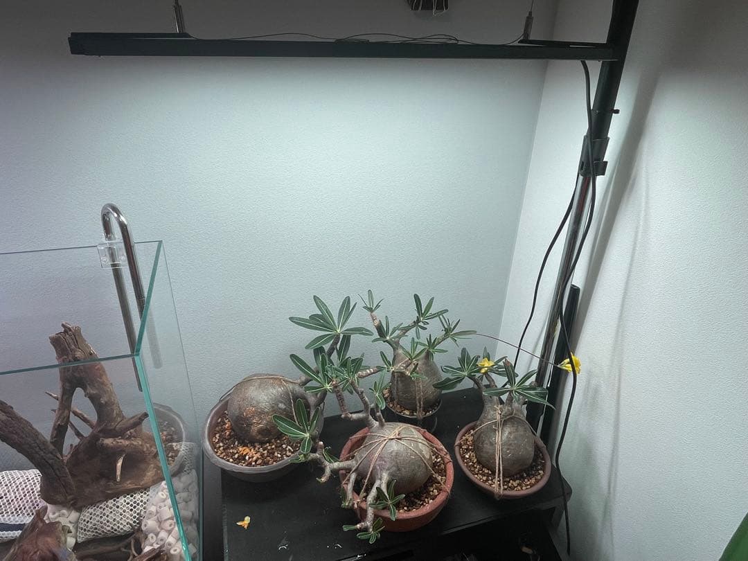 wRGB Slim 60 LEDライト　ハンギングキット付き　ほぼ未使用