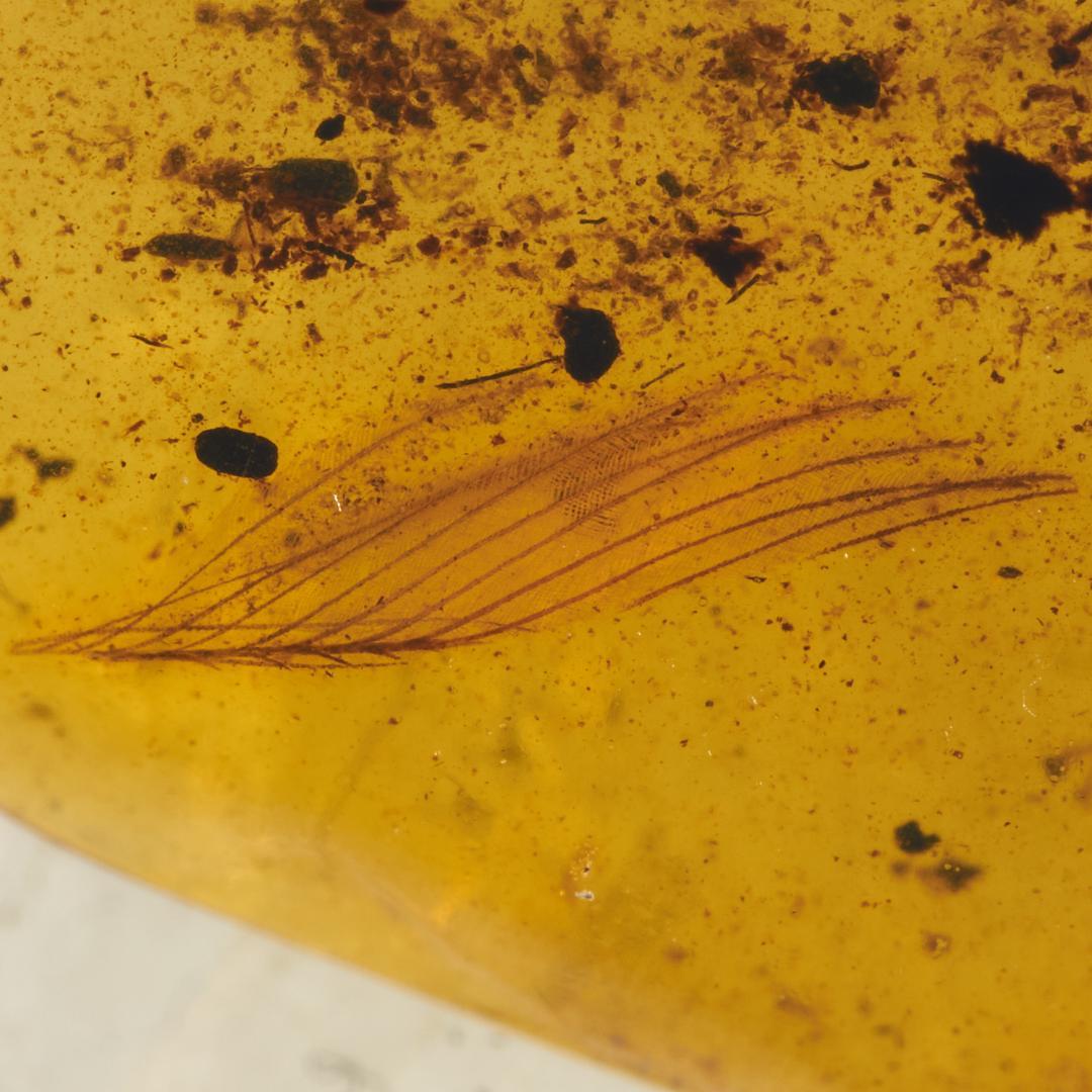 レア極上品 PA0026虫入り琥珀化石　ミャンマーカムティかタナイ9900万年前