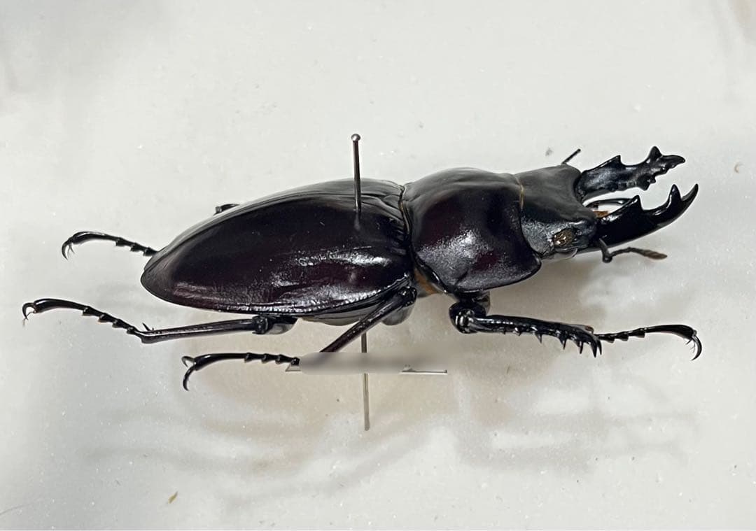 西表島産 ヤエヤママルバネ 特大 激中歯 57ミリ