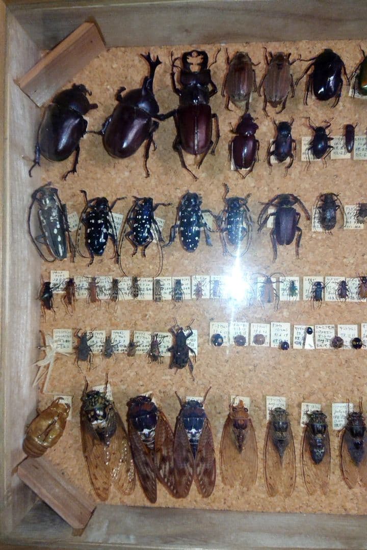 ③昆虫類トンボ カブトムシ 標本 2セット■大型標本箱 ドイツ箱 桐箱ケース付き