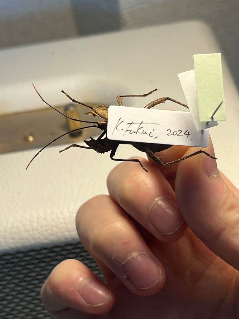 【極美展足】オウサマヘリカメムシに酷似のカメムシ サシガメ甲虫昆虫標本ハムシ