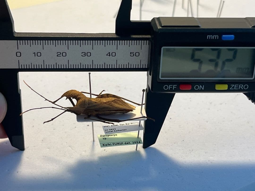 【極美展足】オウサマヘリカメムシに酷似のカメムシ サシガメ甲虫昆虫標本ハムシ