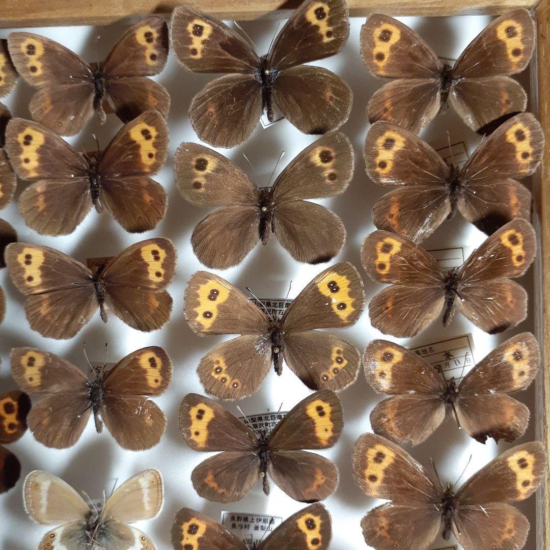 蝶標本ベニヒカゲ、クモマベニヒカゲ、シロオビヒメヒカゲ中型ドイツ標本箱入り