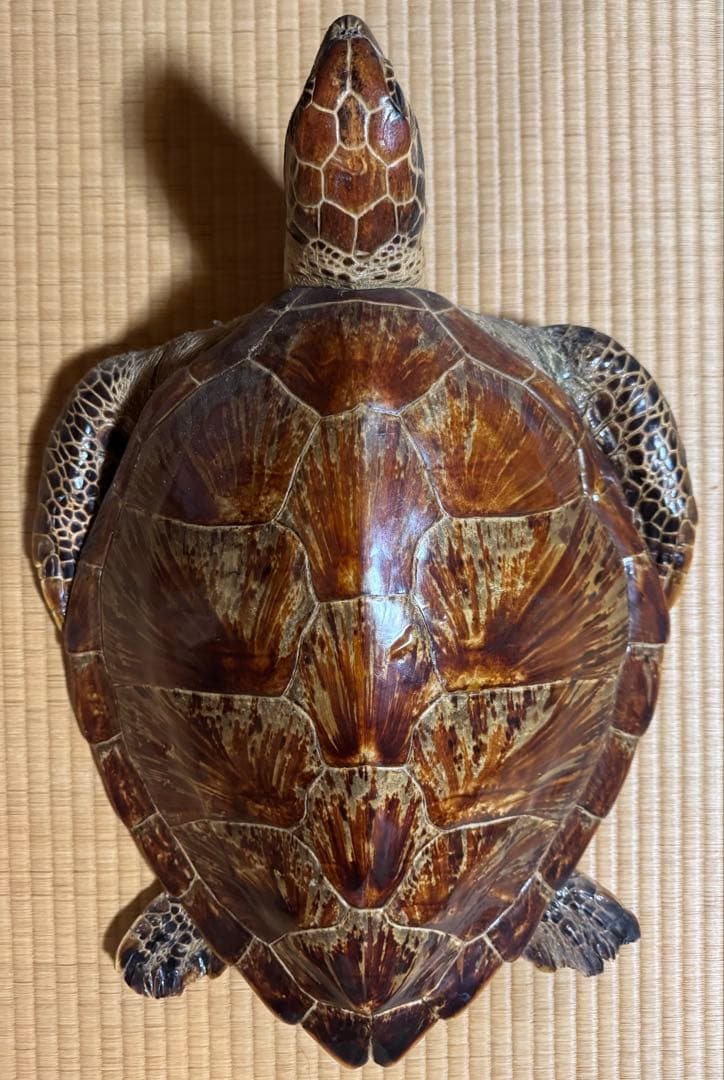 アオウミガメの剥製　国際希少野生動植物種登録票有り　全長60cm全幅40cm程度