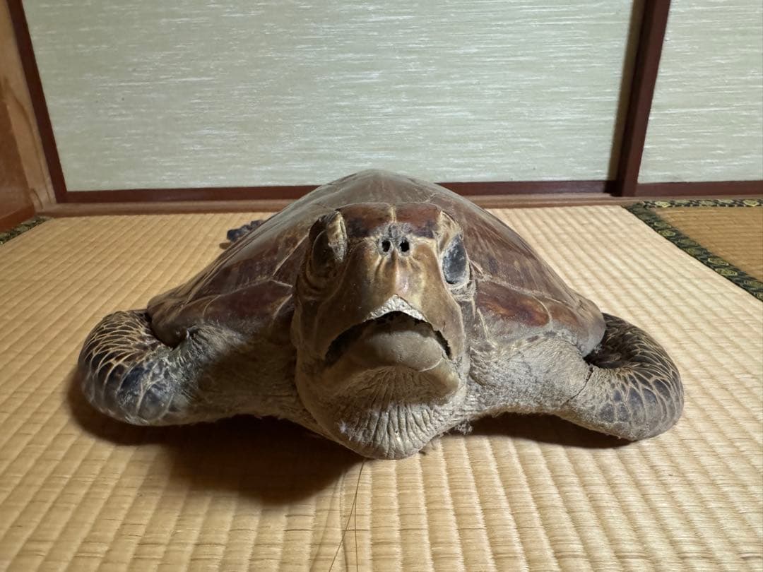 アオウミガメの剥製　国際希少野生動植物種登録票有り　全長60cm全幅40cm程度