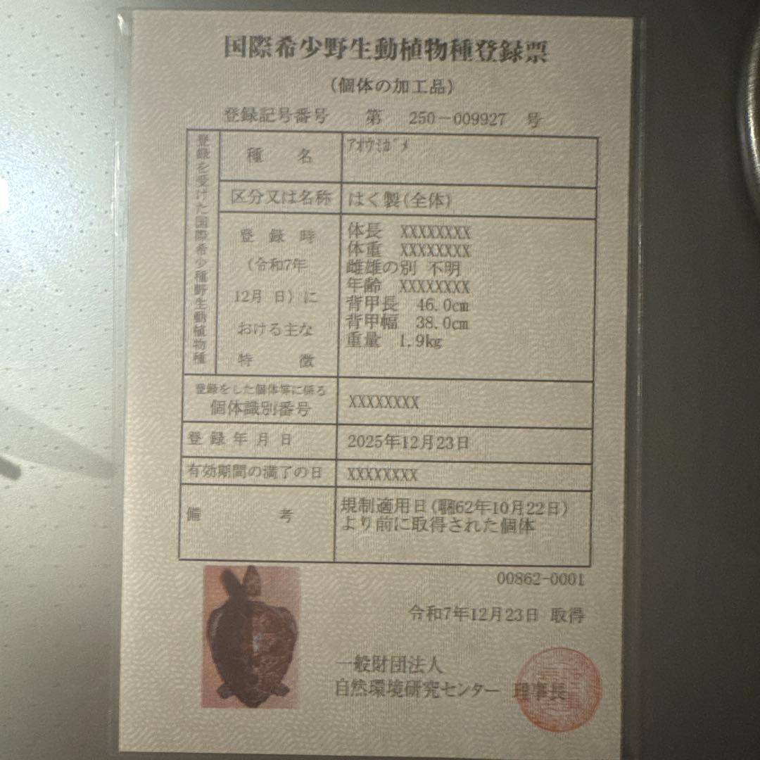 アオウミガメの剥製　国際希少野生動植物種登録票有り　全長60cm全幅40cm程度