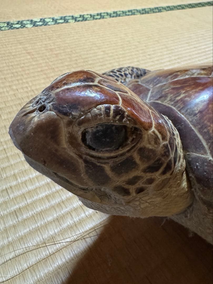 アオウミガメの剥製　国際希少野生動植物種登録票有り　全長60cm全幅40cm程度