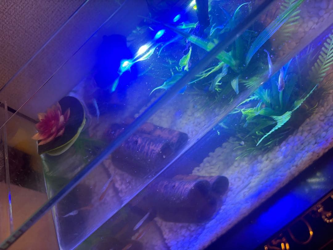 水槽と付属品セット　淡水魚用