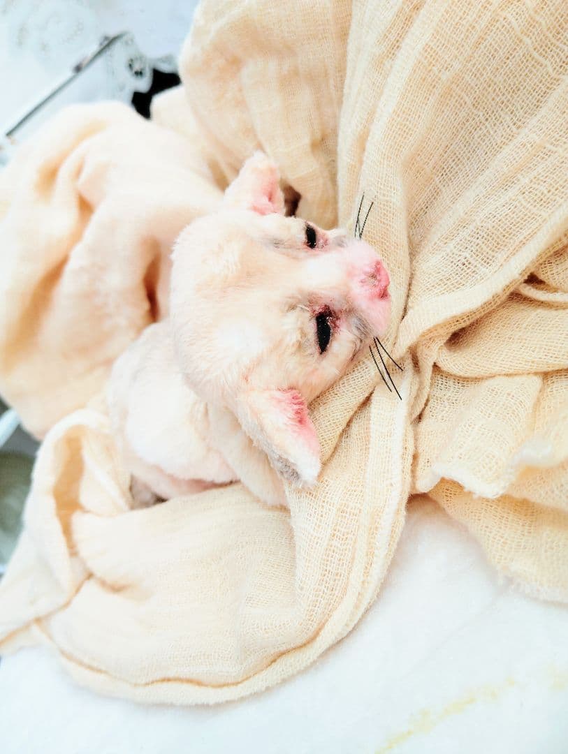 生後１０日♡リアルな子♡フェネック赤ちゃん♡アートドール♡ぬいぐるみ♡