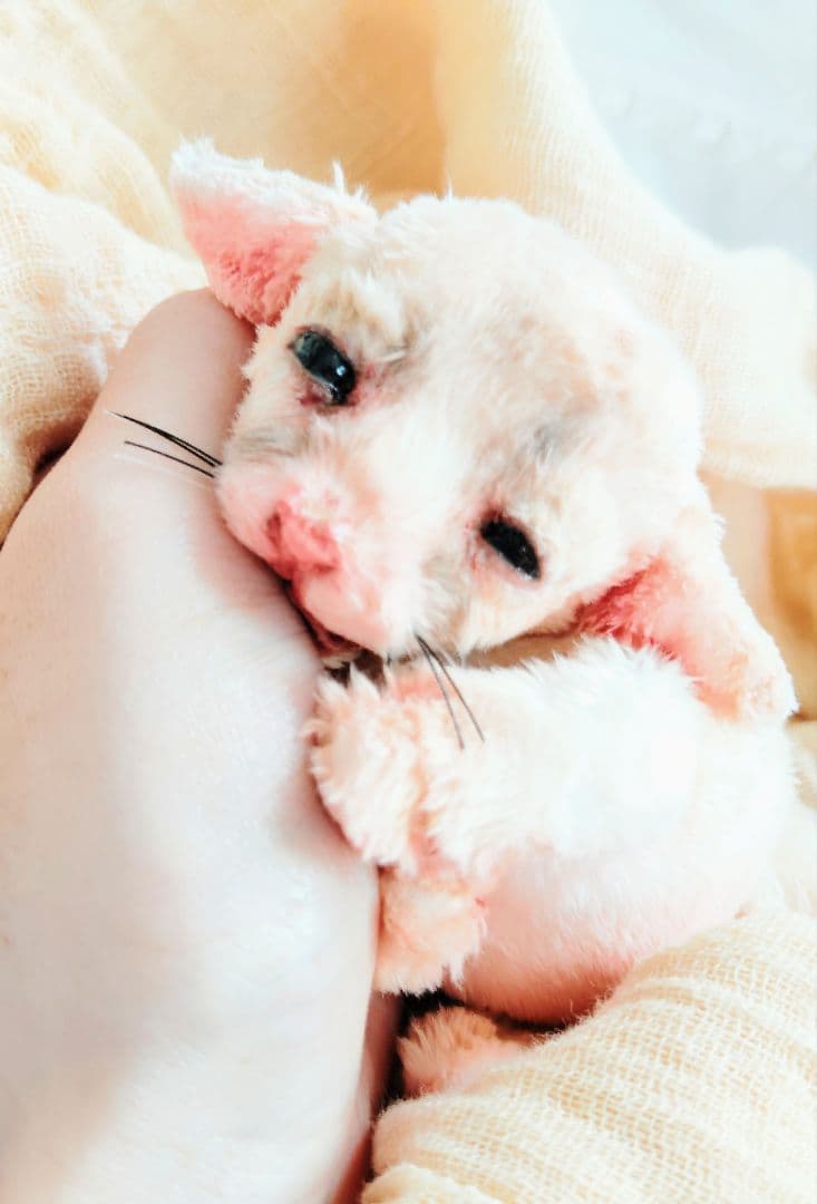 生後１０日♡リアルな子♡フェネック赤ちゃん♡アートドール♡ぬいぐるみ♡