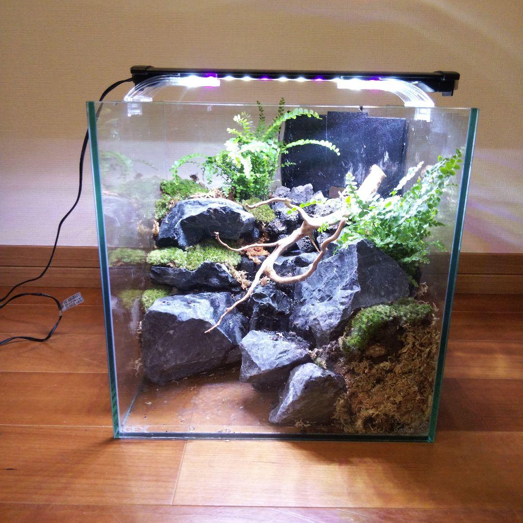 【受注生産】イモリウム 苔テラリウム 滝のあるアクアテラリウム