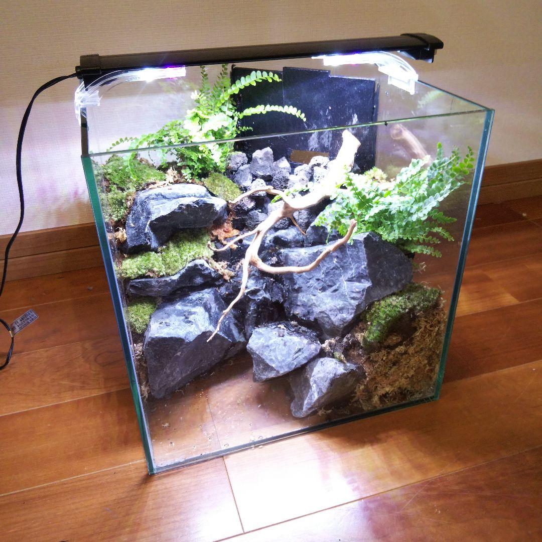 【受注生産】イモリウム 苔テラリウム 滝のあるアクアテラリウム