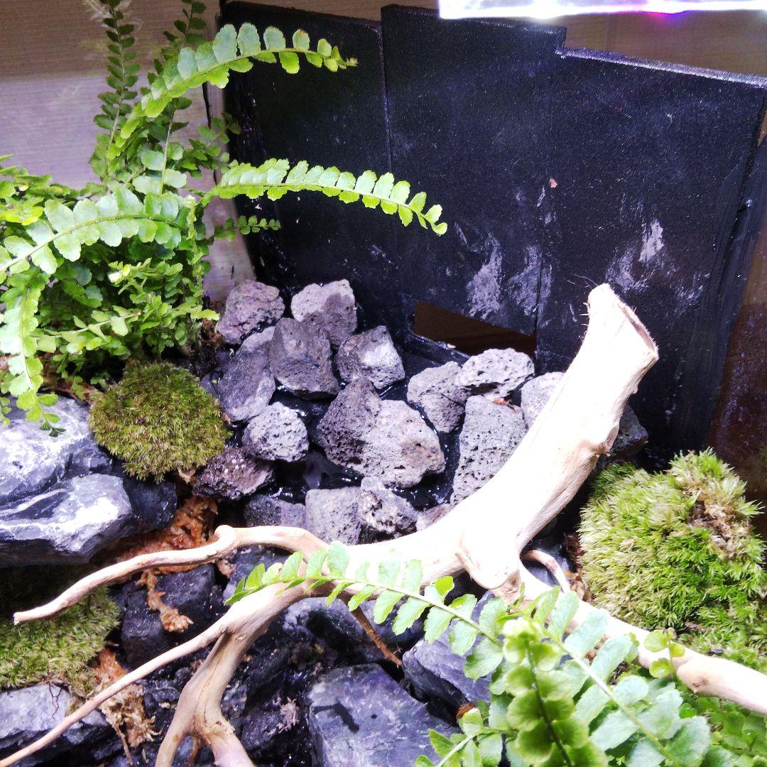 【受注生産】イモリウム 苔テラリウム 滝のあるアクアテラリウム