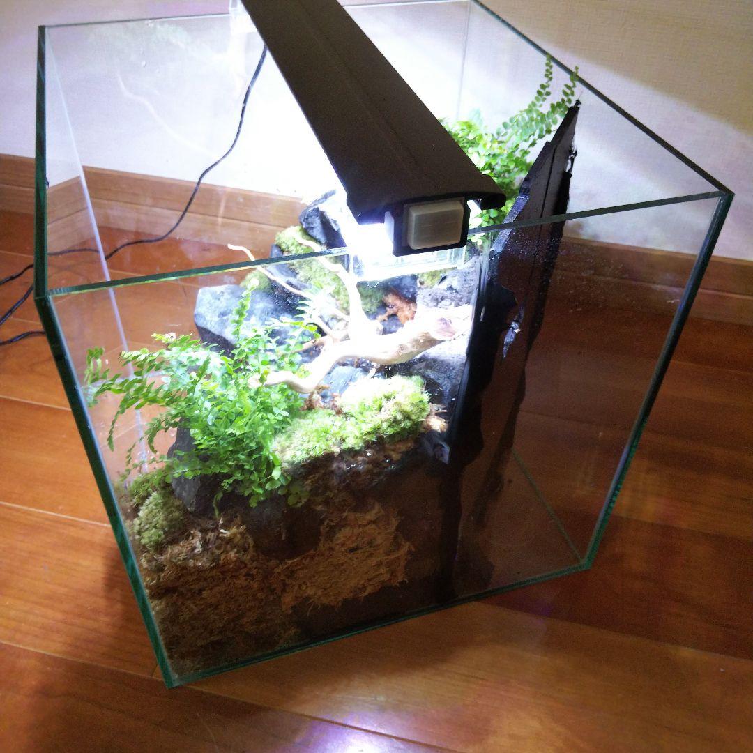 【受注生産】イモリウム 苔テラリウム 滝のあるアクアテラリウム