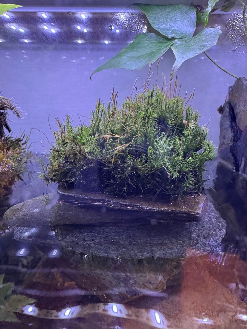 水の流れる滝テラリウム水槽　苔テラリウム