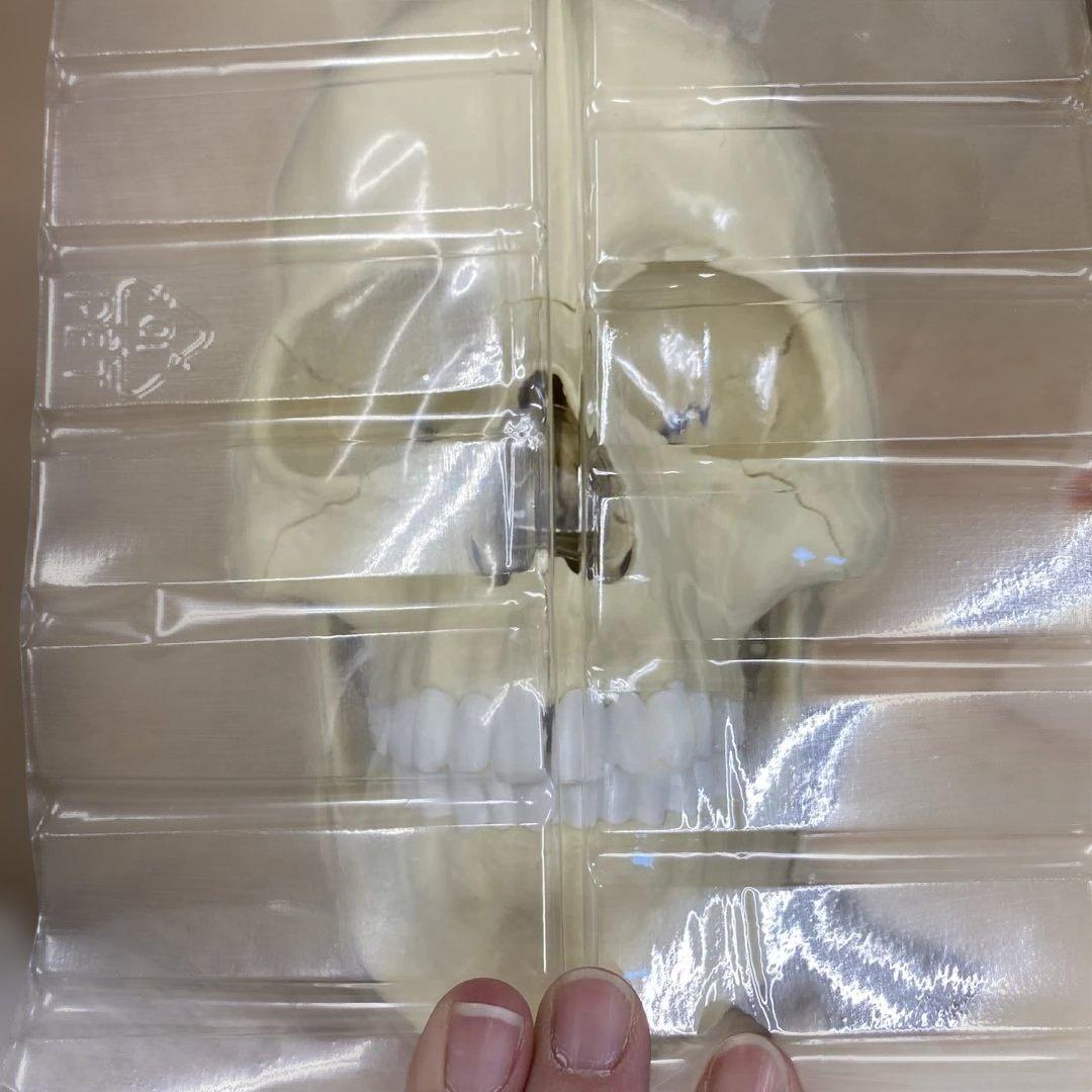 ERLER ZIMMER 人体模型