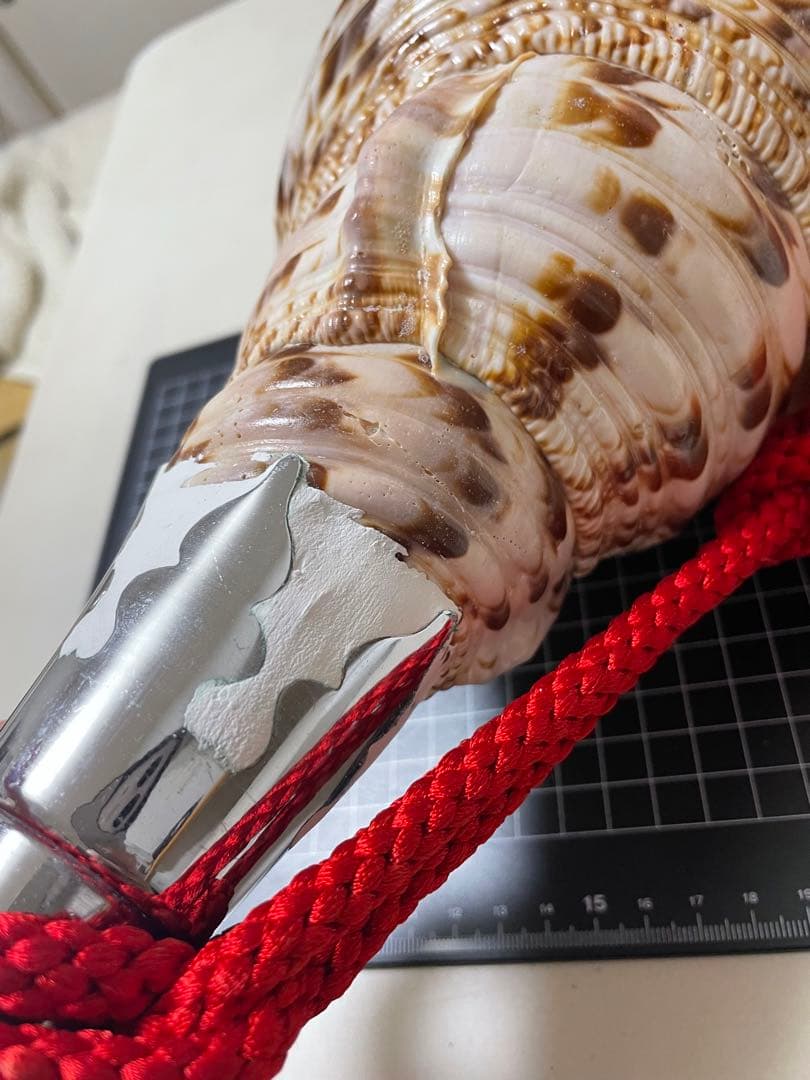 法螺貝②　貝殻　標本