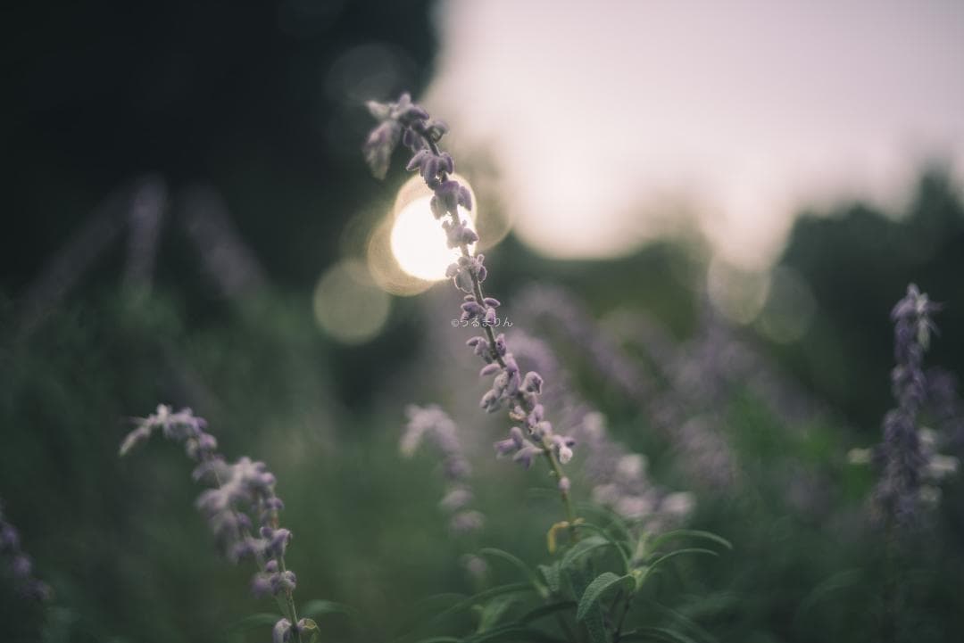 希少ニッケル癖玉！Leica Nickel Summar 5cm オールドレンズ