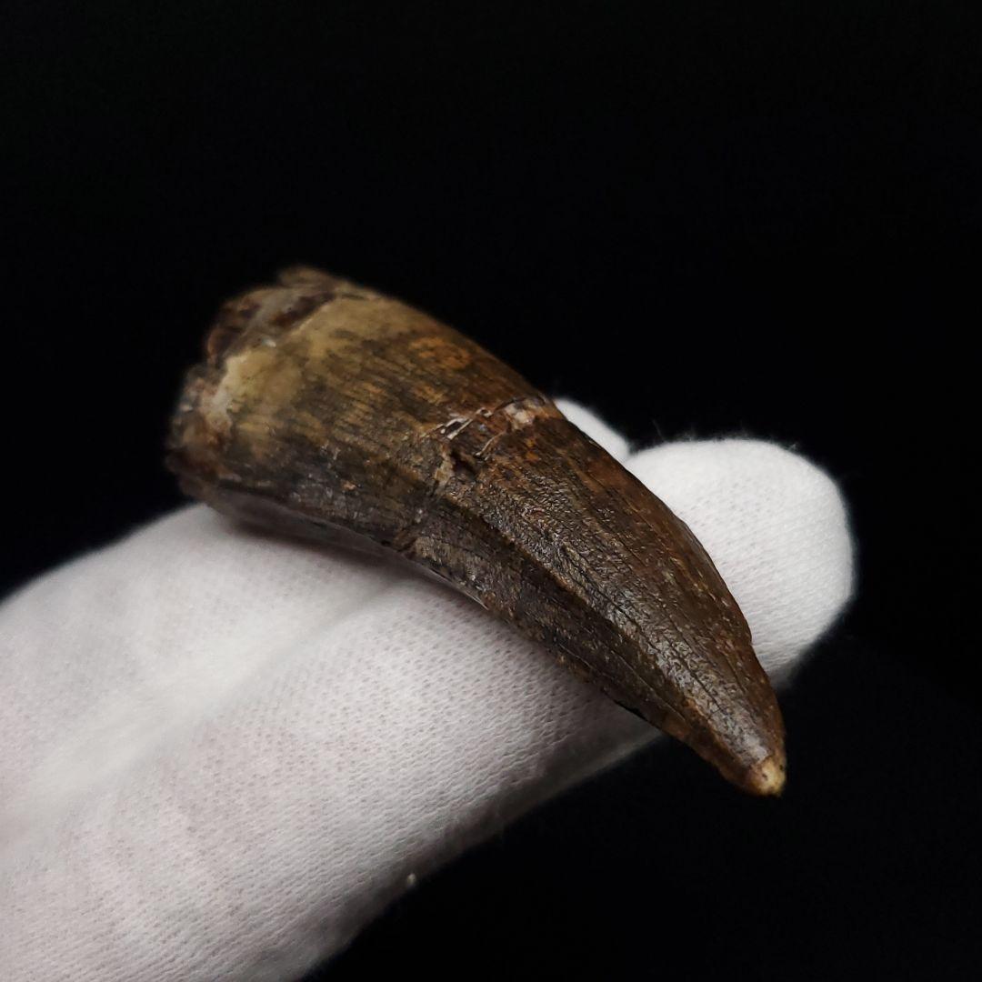 アフロベナトル 歯 化石 本物 二ジェール産 58.23mm fr144