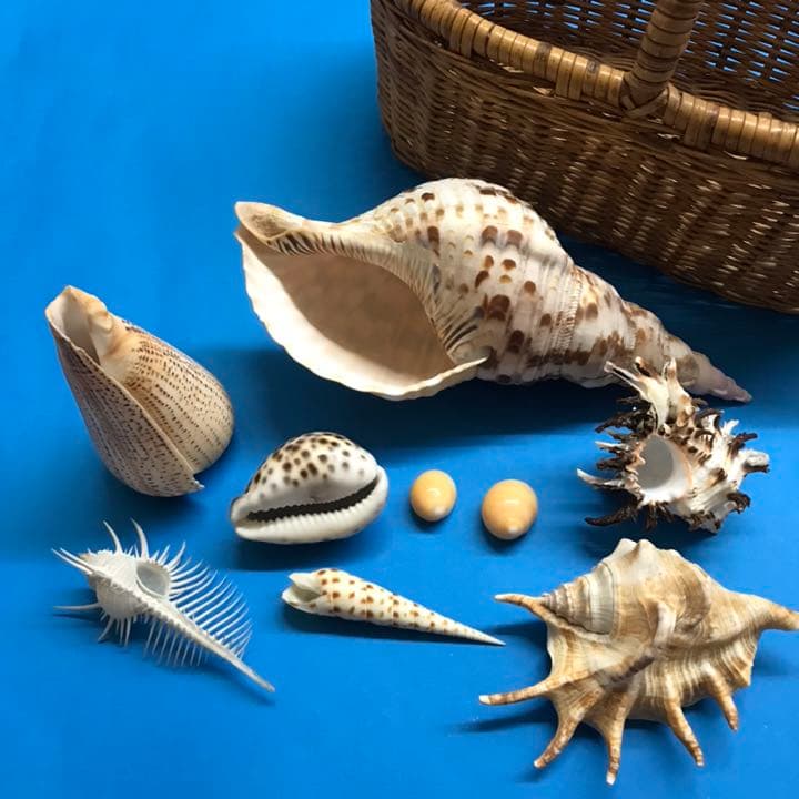 絵画用貝殻10点セット