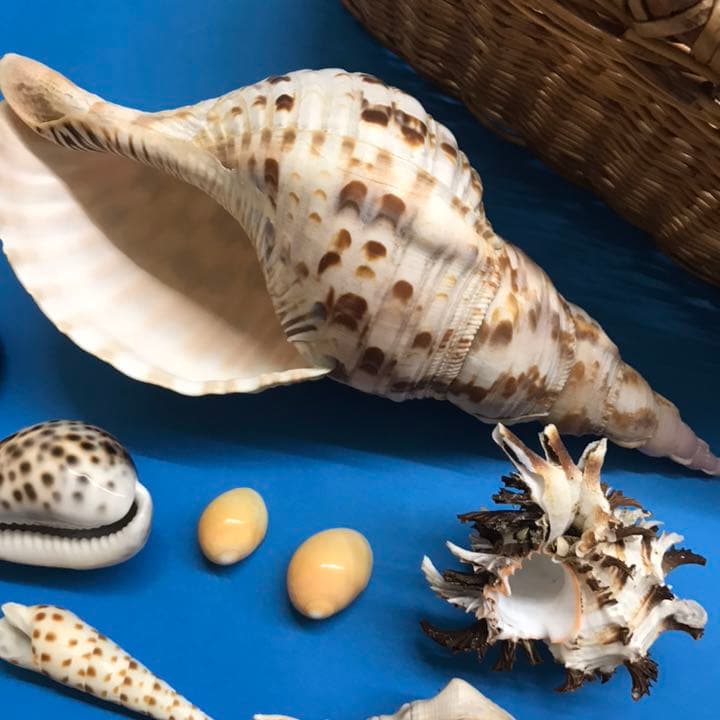 絵画用貝殻10点セット