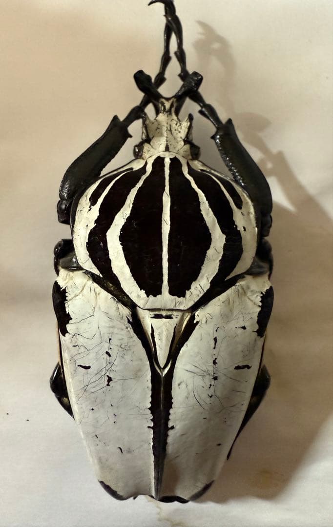 カメルーン　ゴライアスオオツノハナムグリ　約93mm M8