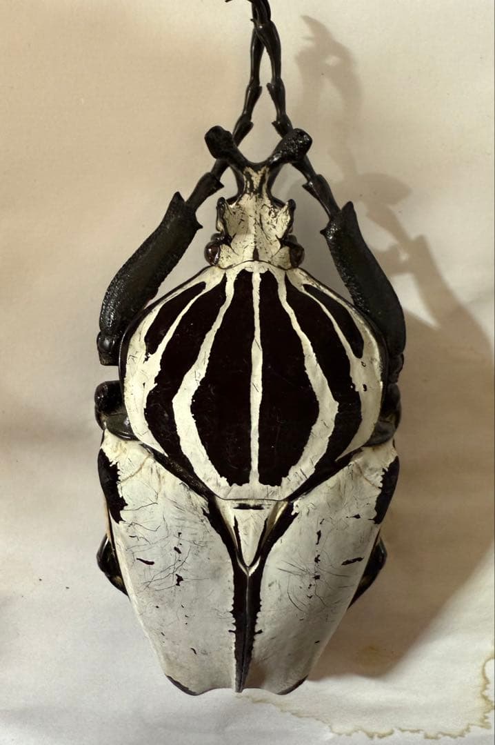 カメルーン　ゴライアスオオツノハナムグリ　約93mm M8